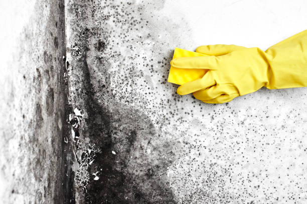 Professional Mold Removal in Belmont, VA