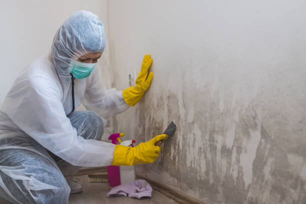 Best Certified Mold Removal  in Belmont, VA