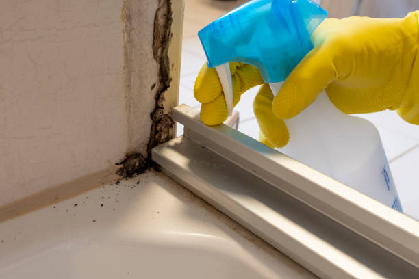 Best Black Mold Removal  in Belmont, VA