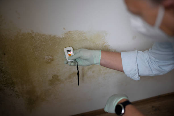 Best Residential Mold Removal  in Belmont, VA