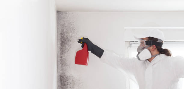 Best Home Mold Removal  in Belmont, VA