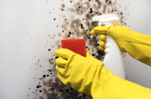 Best Mold Removal Company Near Me  in Belmont, VA
