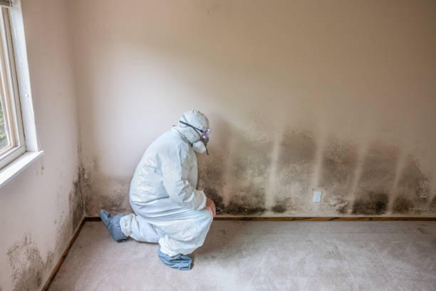 Best Toxic Mold Removal  in Belmont, VA