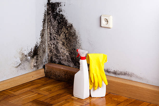 Best Residential Mold Removal  in Belmont, VA