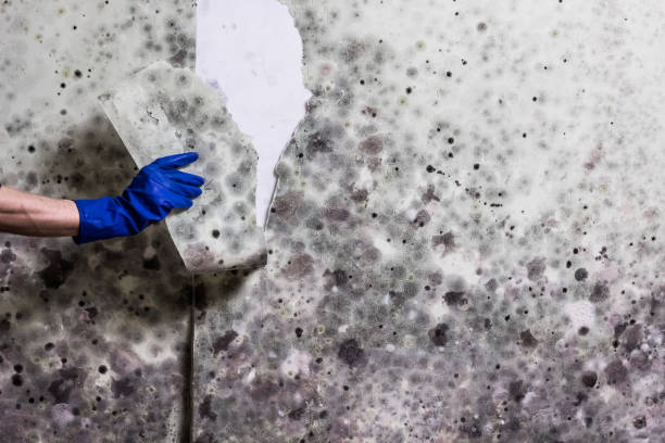 Best Commercial Mold Removal  in Belmont, VA