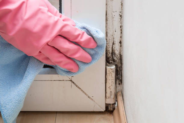 Best Mold Cleaning Services  in Belmont, VA