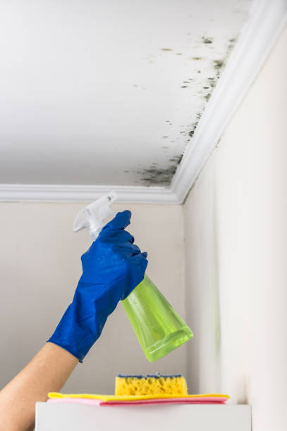Best Mold Remediation Services  in Belmont, VA