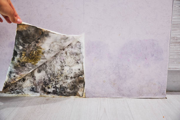 Home Mold Removal in Belmont, VA
